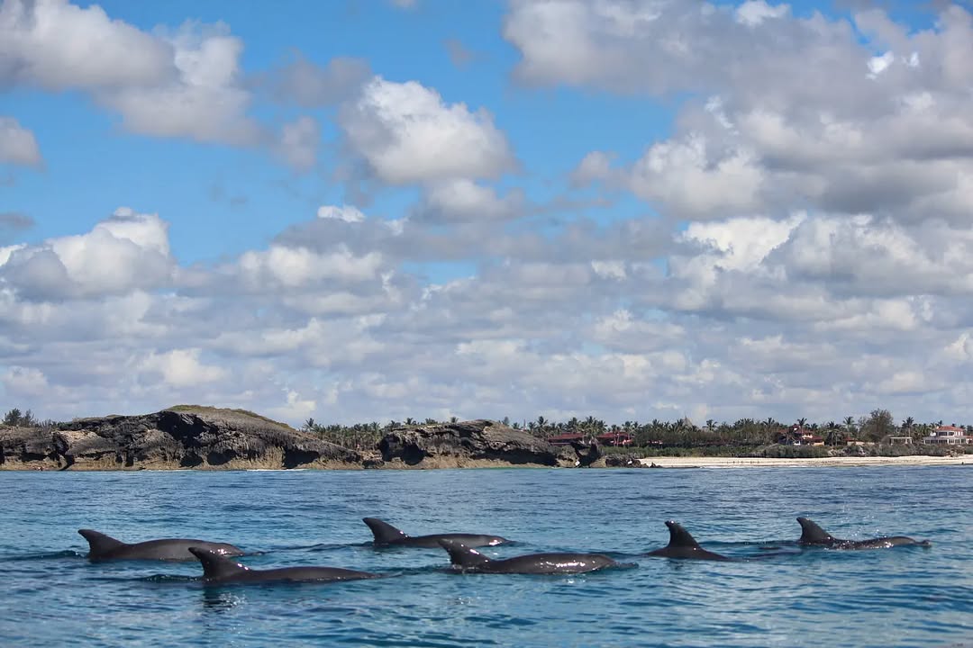 Dolphins Watching