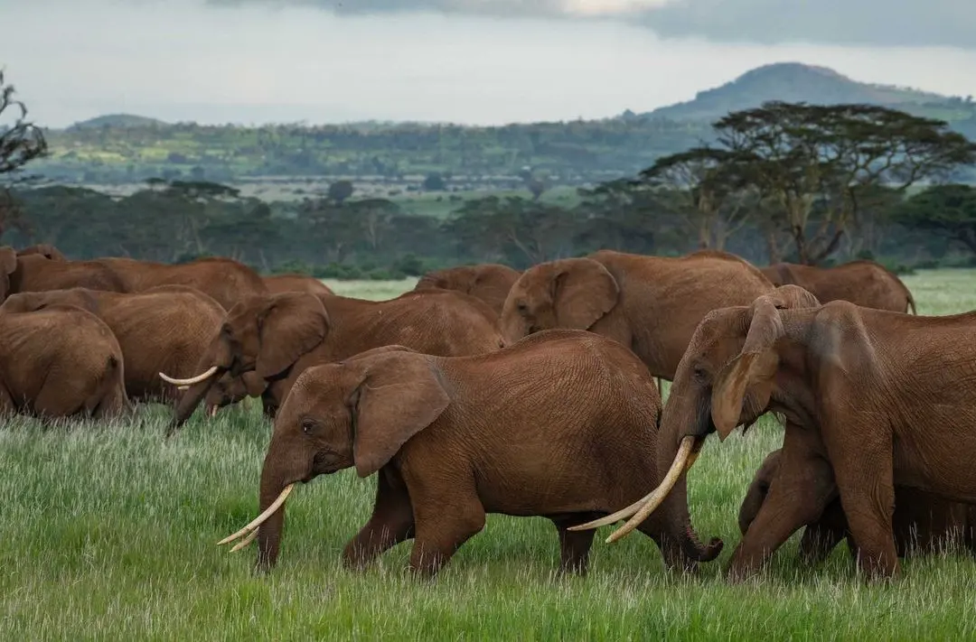 Elephants grazing at Mount Kenya National Park - Photo Credit: Instagram @ nature_africa