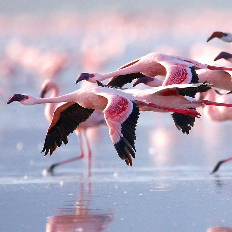 flamingoes at lake nakuru park