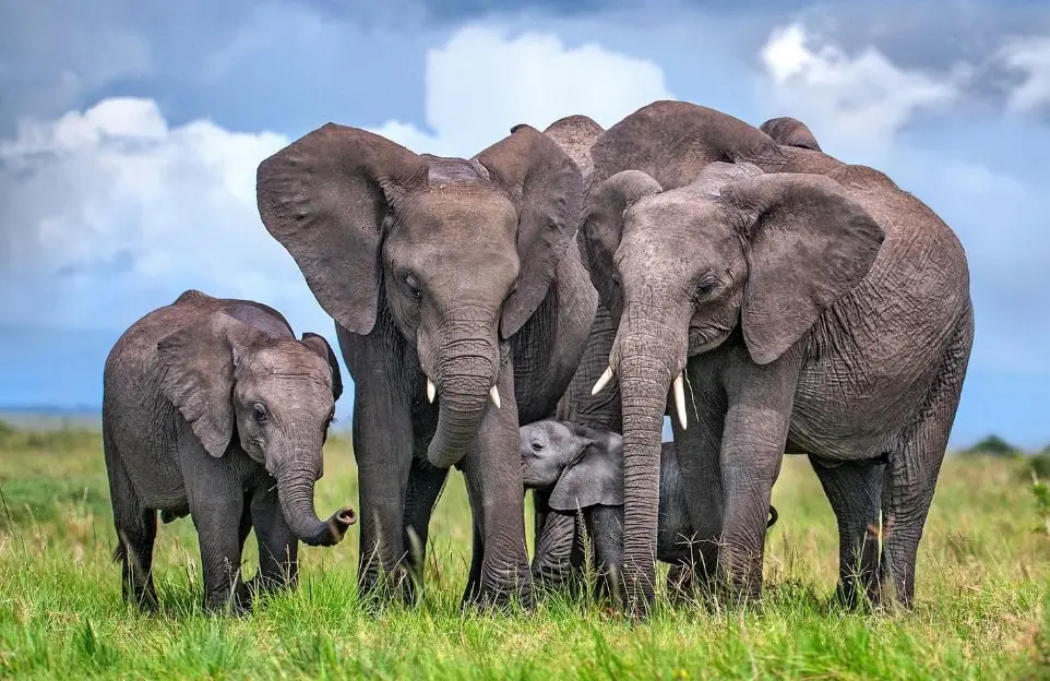 Herd of elephants at Masai Mara National Reserve. Photo Credit: Instagram @xavierortega_wildlife