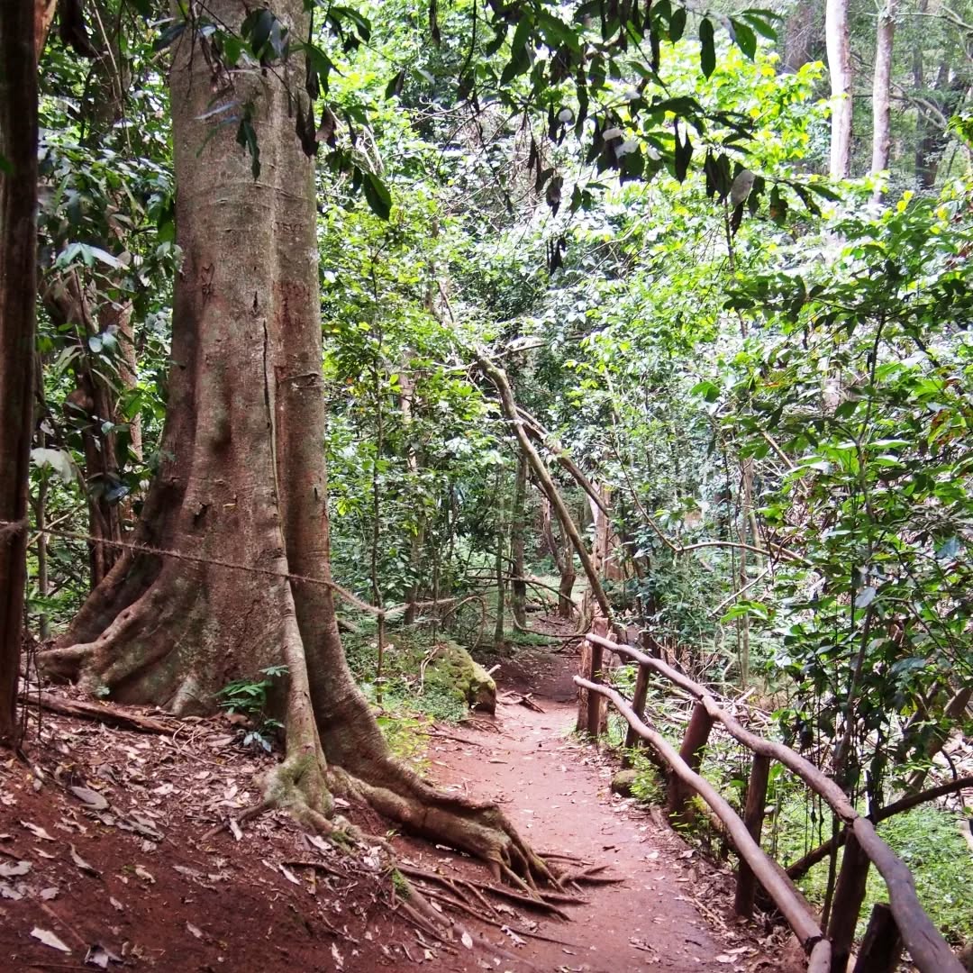 All-Inclusive Guided Walk at Karura Forest