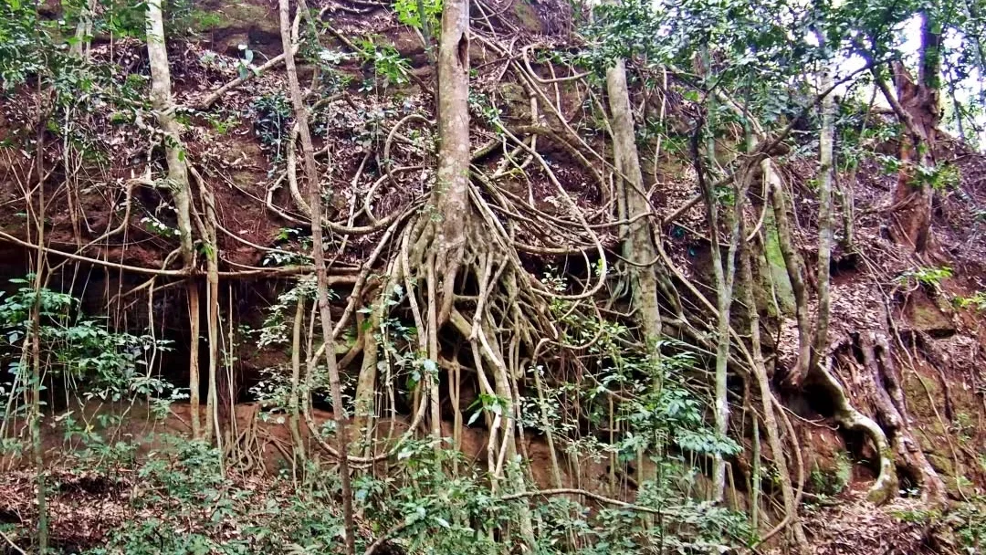 karura forest guided walk tour in Nairobi