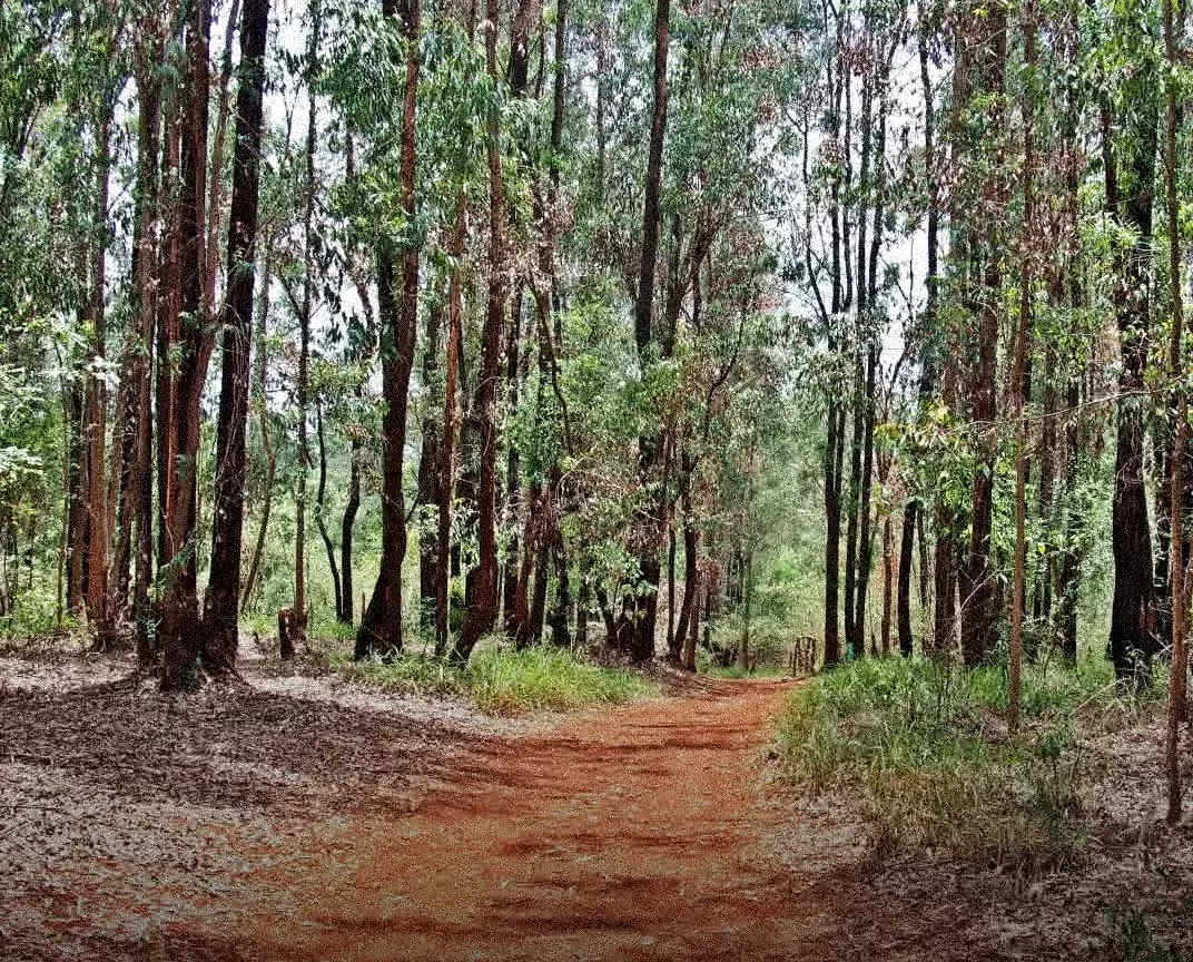 Karura Forest Day Tour (2 Hours)