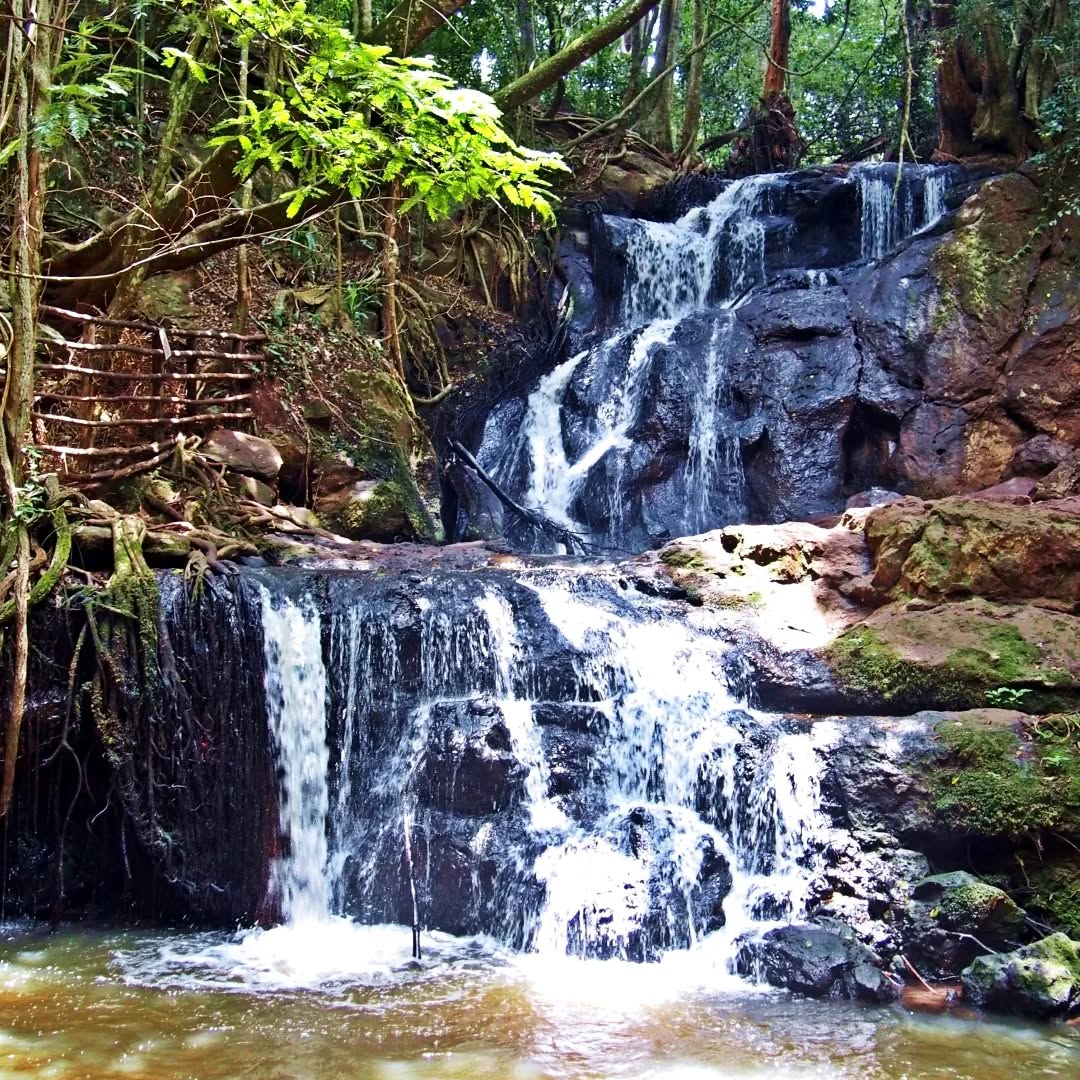 4 Hours Karura Guided Walk