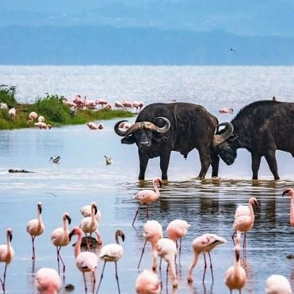 people experiencing a safari tour at lake nakuru