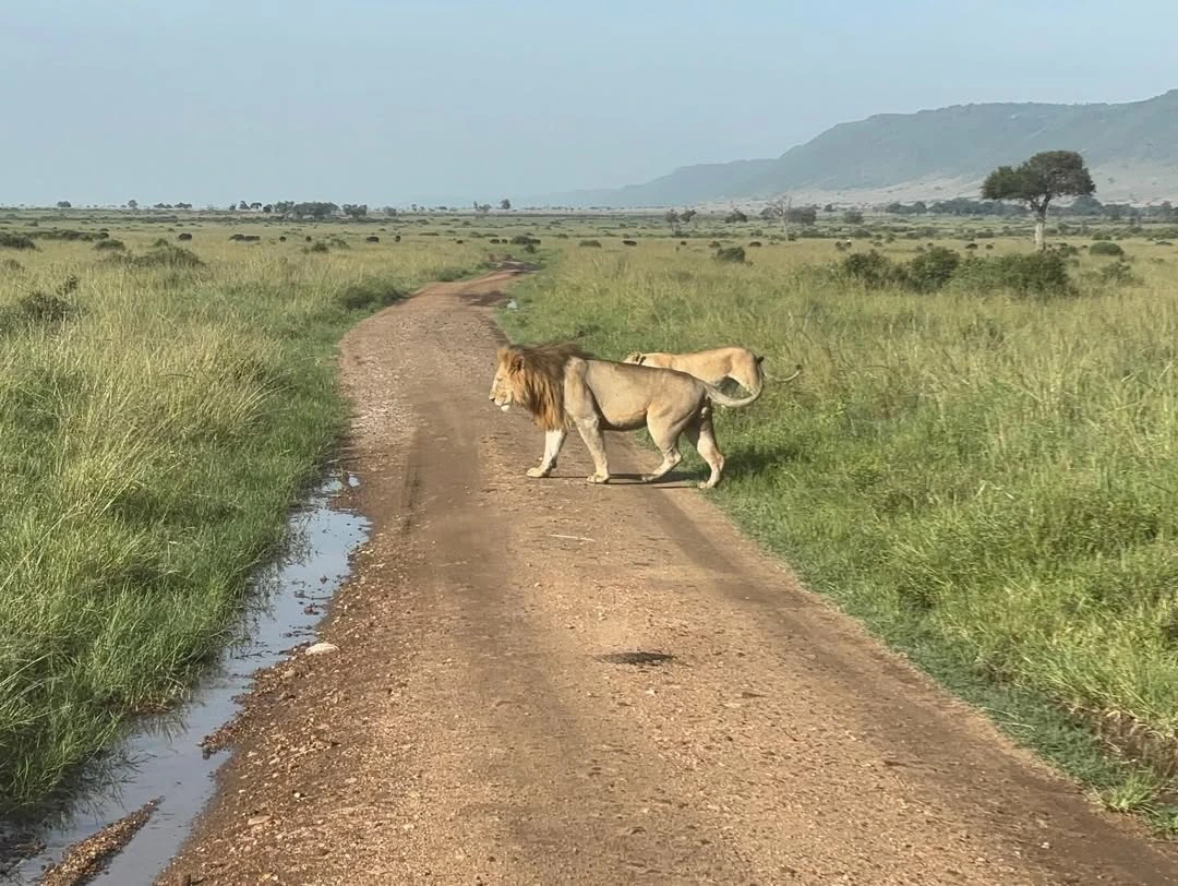 lions cross at masai mara reserve roads during game drive