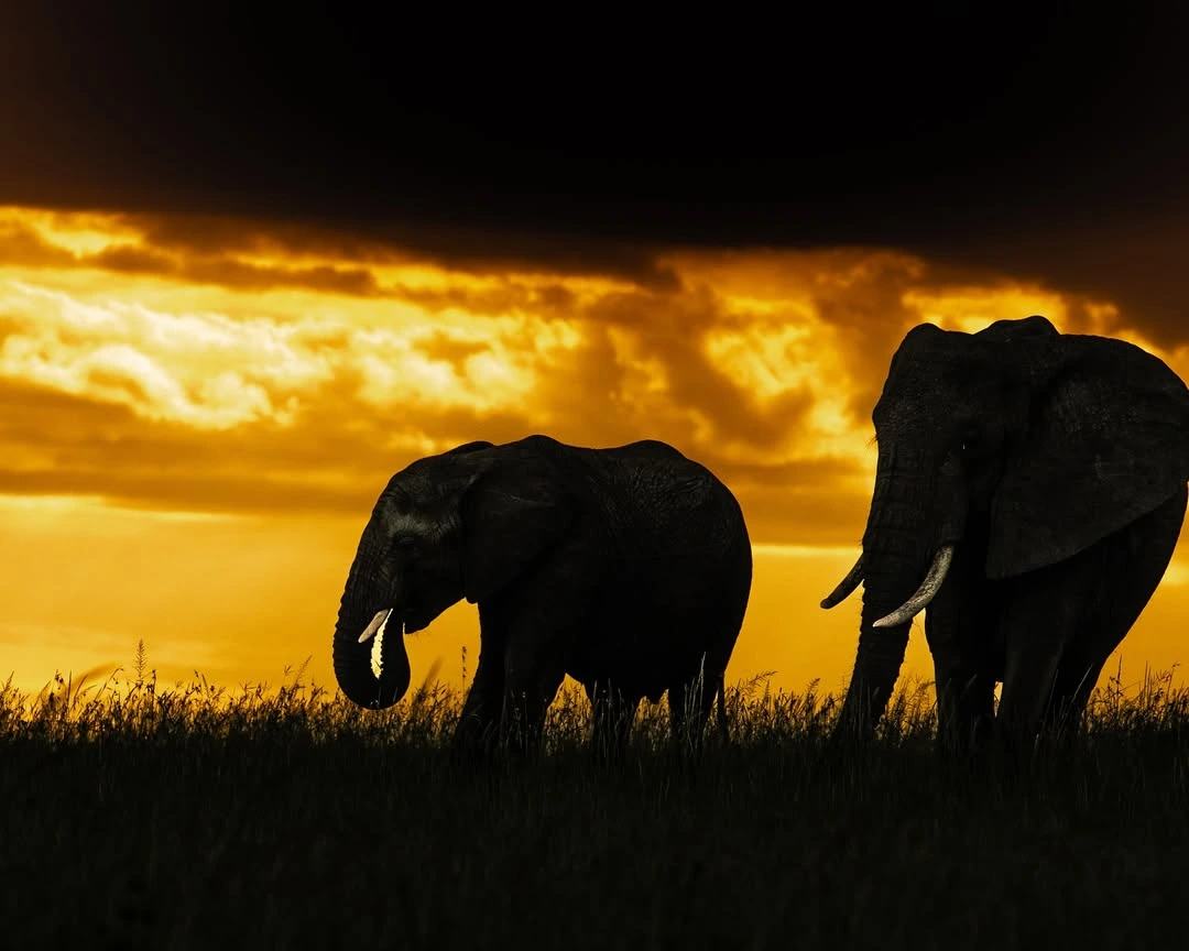 safari booking for masai mara for sunset trip