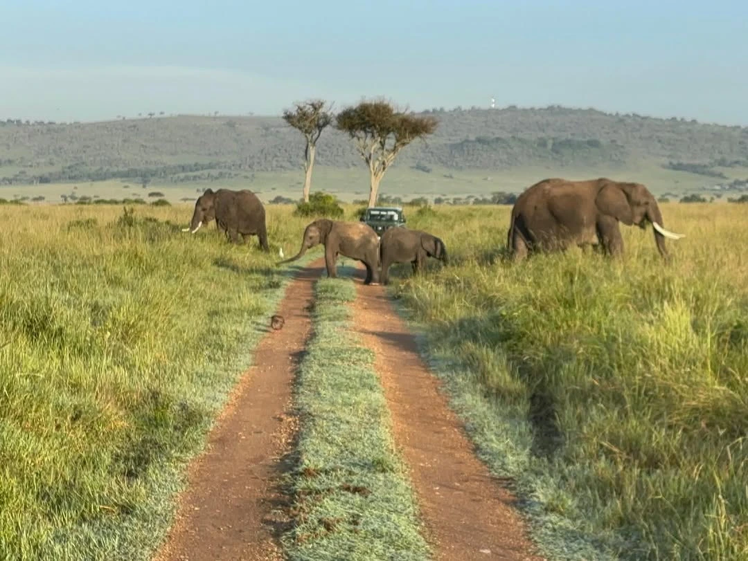 elephants crossing the road at masai mara during a safari tour