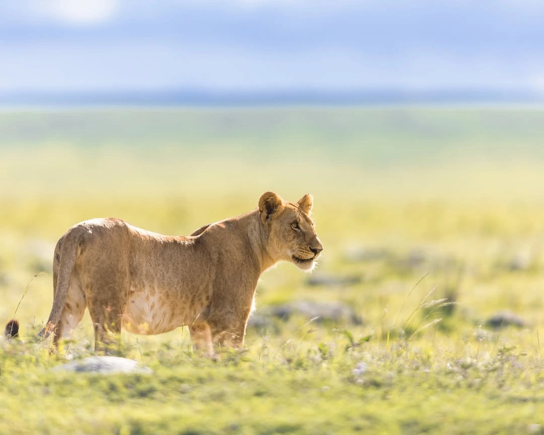 Masai mara safari travel experience