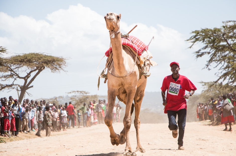 person with his camel during maralal derby in Kenya
