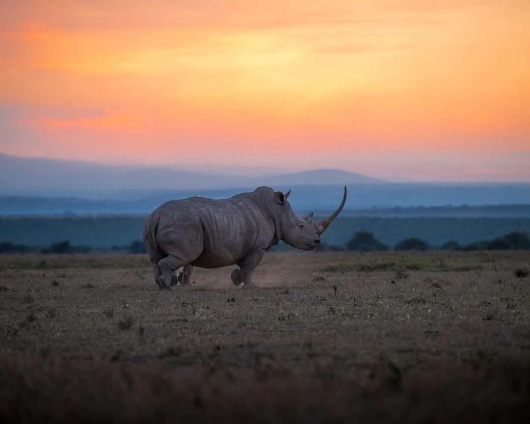 rhino and the big 5 at masai mara reserve in kenya