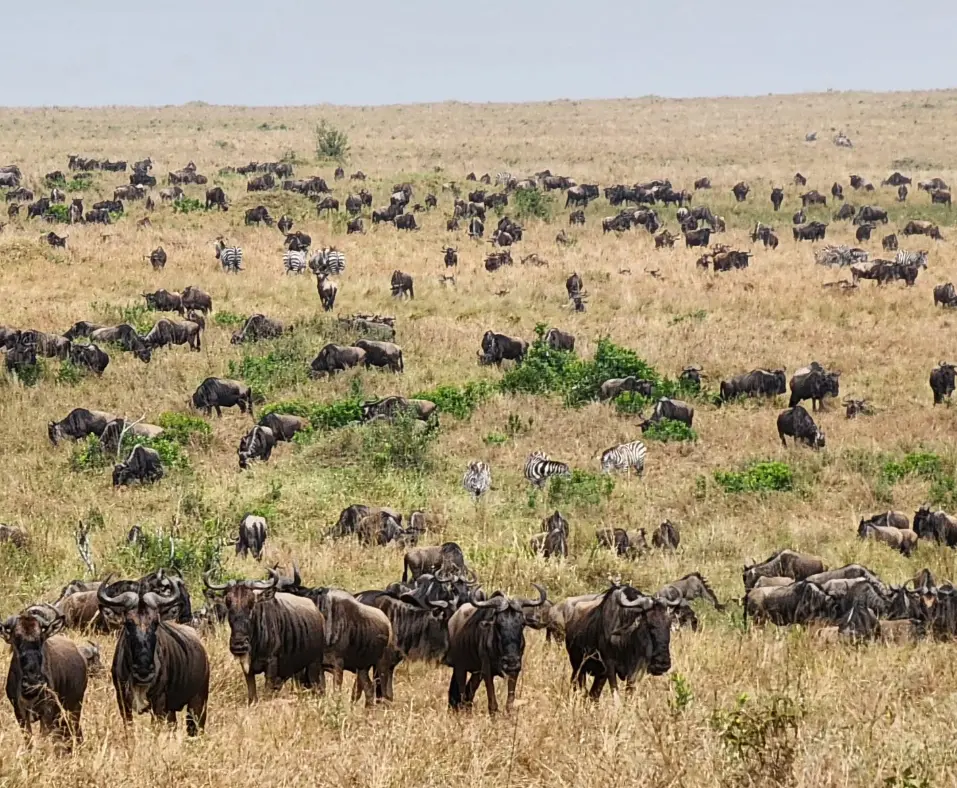 Why Serengeti and Masai Mara for The Great Migration Combined Tour