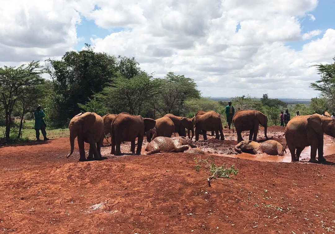 David Sheldrick Wildlife Trust Elephant Orphanage